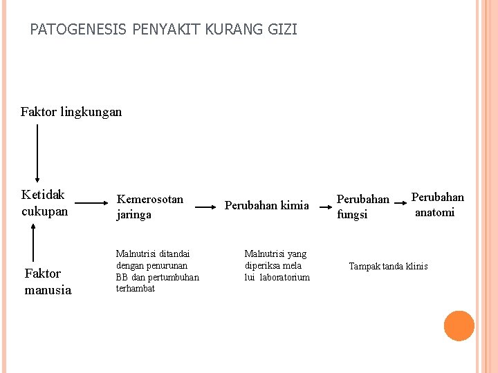 PATOGENESIS PENYAKIT KURANG GIZI Faktor lingkungan Ketidak cukupan Faktor manusia Kemerosotan jaringa Malnutrisi ditandai