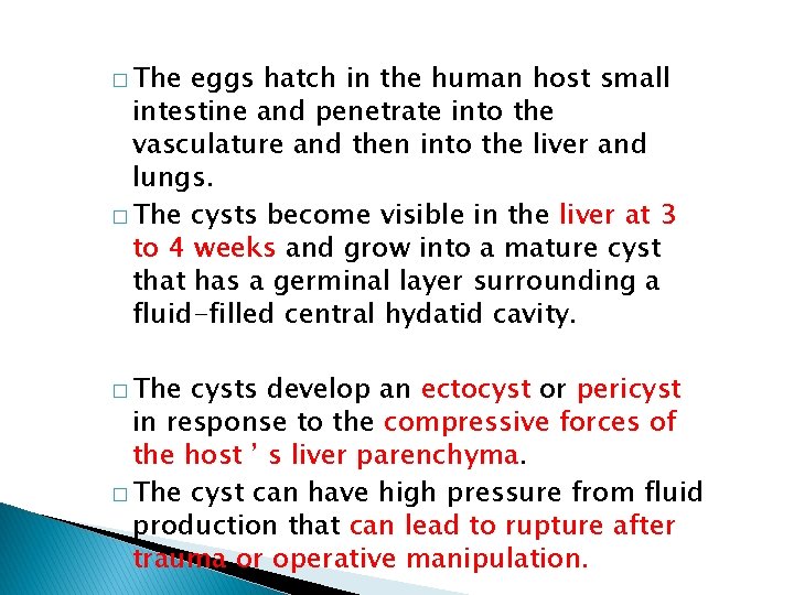 � The eggs hatch in the human host small intestine and penetrate into the