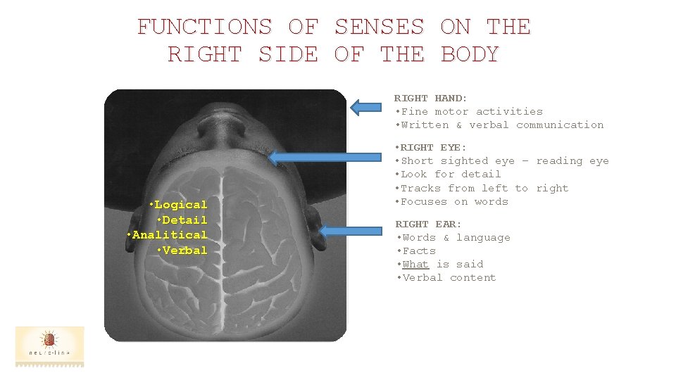 FUNCTIONS OF RIGHT SIDE SENSES OF THE ON THE BODY RIGHT HAND: • Fine