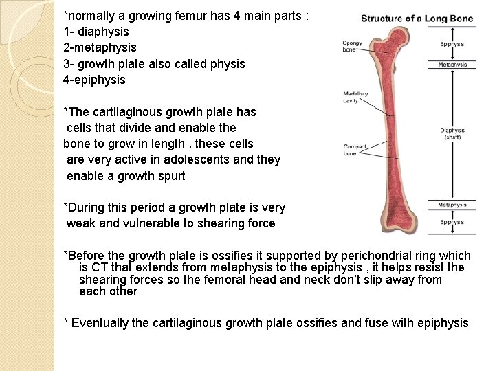 *normally a growing femur has 4 main parts : 1 - diaphysis 2 -metaphysis *normally a growing femur has 4 main parts : 1 - diaphysis 2 -metaphysis