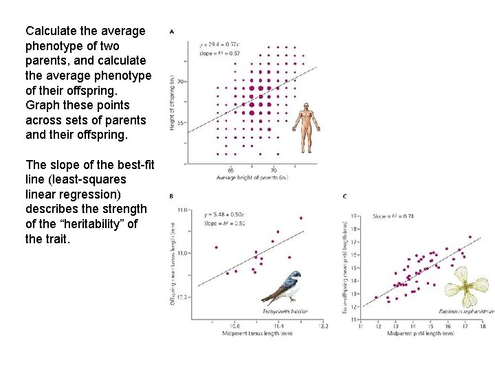 Calculate the average phenotype of two parents, and calculate the average phenotype of their