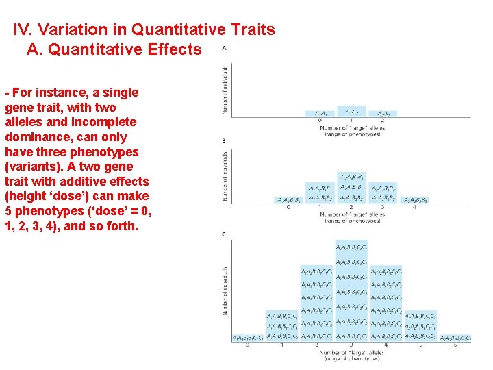 IV. Variation in Quantitative Traits A. Quantitative Effects - For instance, a single gene