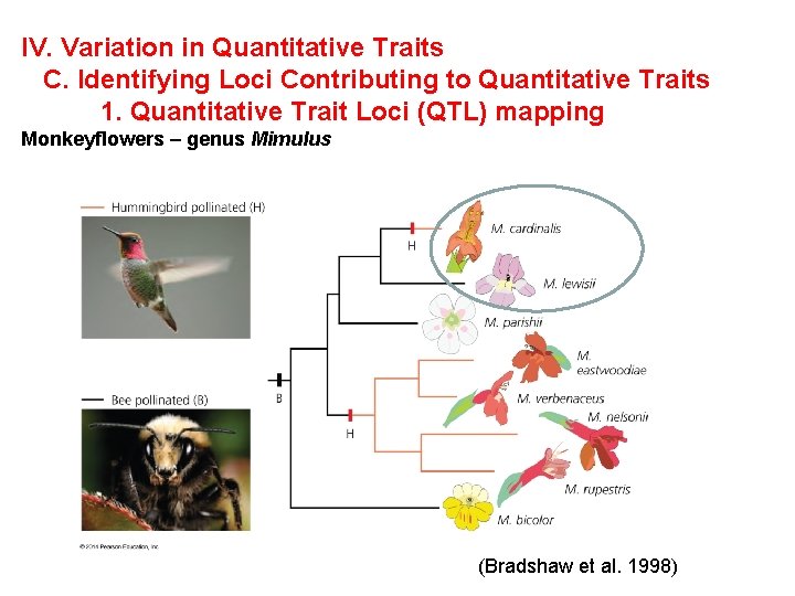 IV. Variation in Quantitative Traits C. Identifying Loci Contributing to Quantitative Traits 1. Quantitative