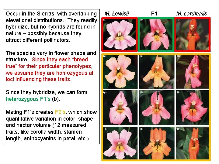 Occur in the Sierras, with overlapping elevational distributions. They readily hybridize, but no hybrids