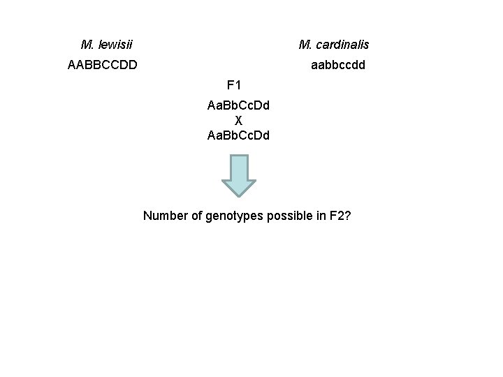 M. lewisii M. cardinalis AABBCCDD aabbccdd F 1 Aa. Bb. Cc. Dd X Aa.