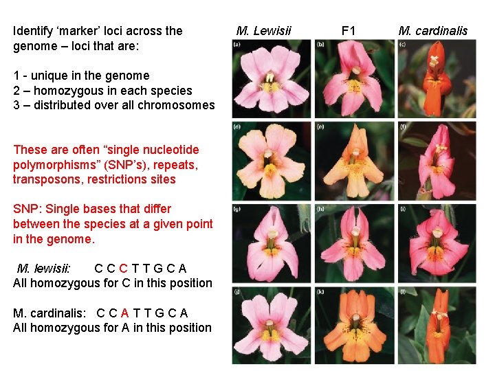 Identify ‘marker’ loci across the genome – loci that are: 1 - unique in