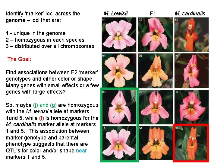 Identify ‘marker’ loci across the genome – loci that are: 1 - unique in