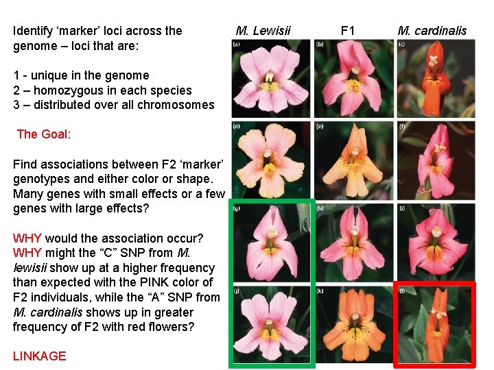 Identify ‘marker’ loci across the genome – loci that are: 1 - unique in