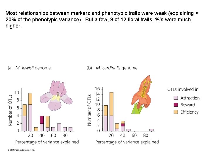 Most relationships between markers and phenotypic traits were weak (explaining < 20% of the