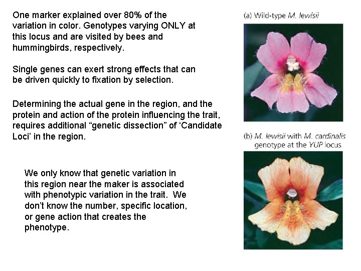 One marker explained over 80% of the variation in color. Genotypes varying ONLY at