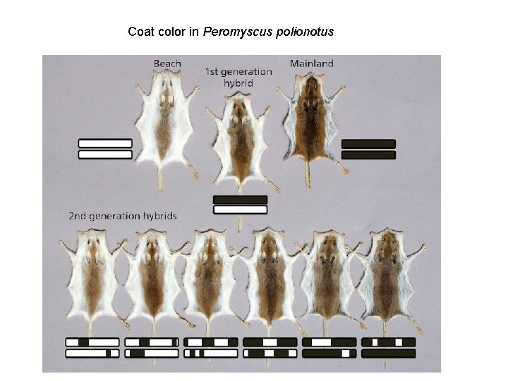 Coat color in Peromyscus polionotus 