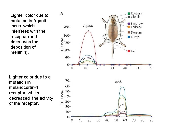 Lighter color due to mutation in Agouti locus, which interferes with the receptor (and