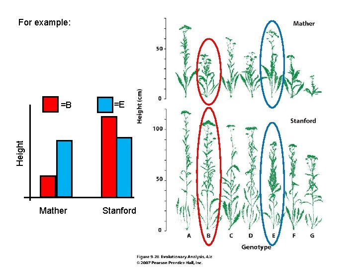 For example: =E Height =B Mather Stanford 