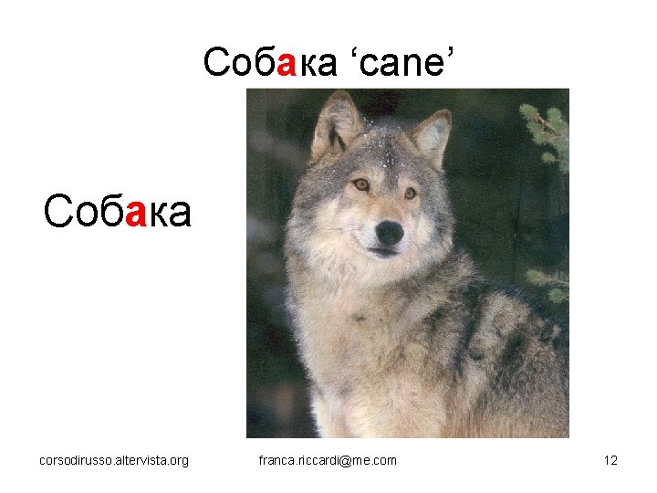 Собака ‘cane’ Собака corsodirusso. altervista. org franca. riccardi@me. com 12 