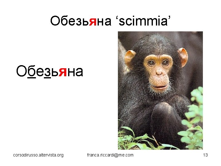Обезьяна ‘scimmia’ Обезьяна corsodirusso. altervista. org franca. riccardi@me. com 13 
