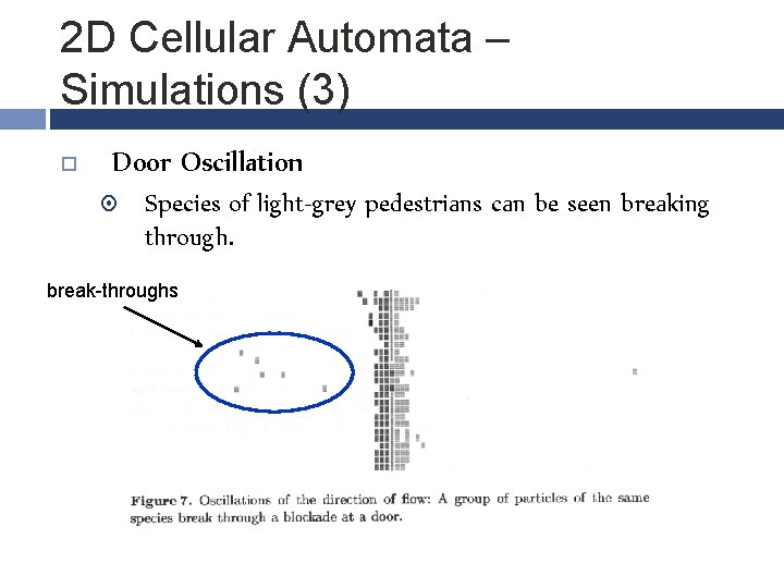 2 D Cellular Automata – Simulations (3) Door Oscillation Species of light-grey pedestrians can