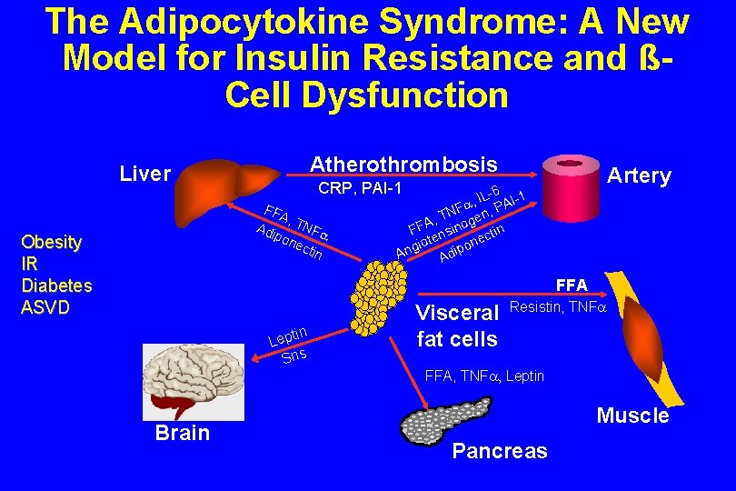 The Adipocytokine Syndrome: A New Model for Insulin Resistance and ßCell Dysfunction Atherothrombosis Liver