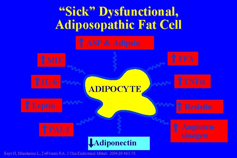 “Sick” Dysfunctional, Adiposopathic Fat Cell ASP & Adipsin FFA MIF IL-6 ADIPOCYTE Leptin TNFa