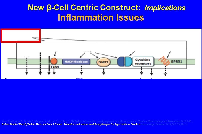 New β-Cell Centric Construct: Implications Inflammation Issues Initiators of inflammation Glucose Saturated FFA IL-1β