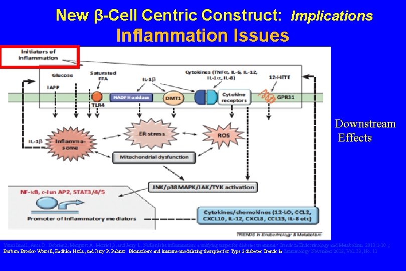New β-Cell Centric Construct: Implications Inflammation Issues Downstream Effects Yumi Imai 1, Anca D.