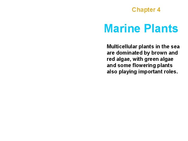 Chapter 4 Marine Plants Multicellular plants in the sea are dominated by brown and