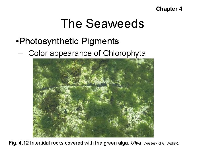 Chapter 4 The Seaweeds • Photosynthetic Pigments – Color appearance of Chlorophyta Fig. 4.