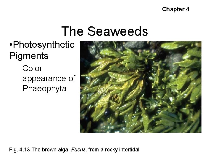 Chapter 4 The Seaweeds • Photosynthetic Pigments – Color appearance of Phaeophyta Fig. 4.