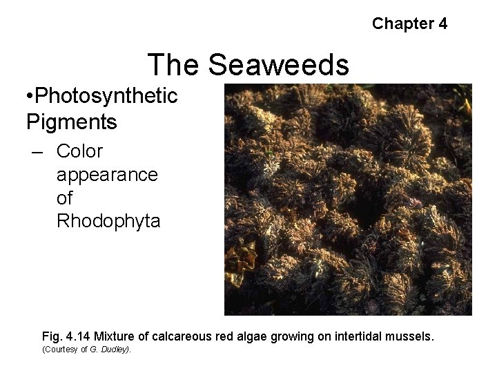 Chapter 4 The Seaweeds • Photosynthetic Pigments – Color appearance of Rhodophyta Fig. 4.