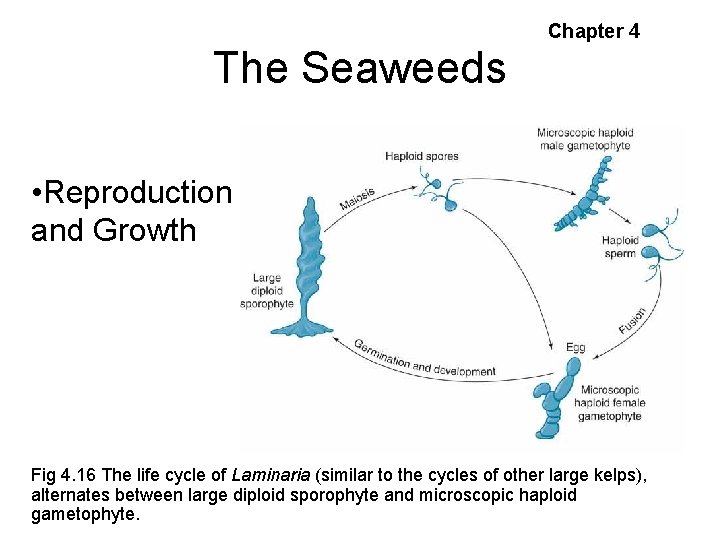 Chapter 4 The Seaweeds • Reproduction and Growth Fig 4. 16 The life cycle