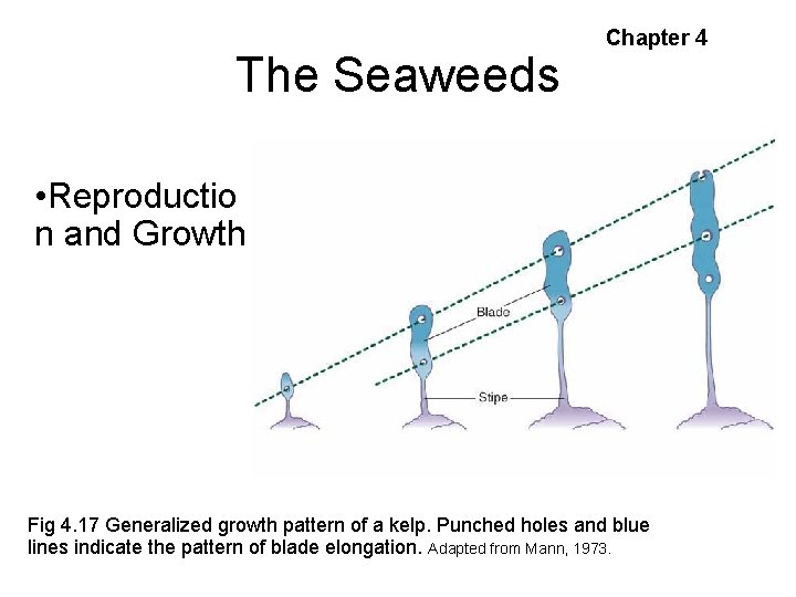 The Seaweeds Chapter 4 • Reproductio n and Growth Fig 4. 17 Generalized growth