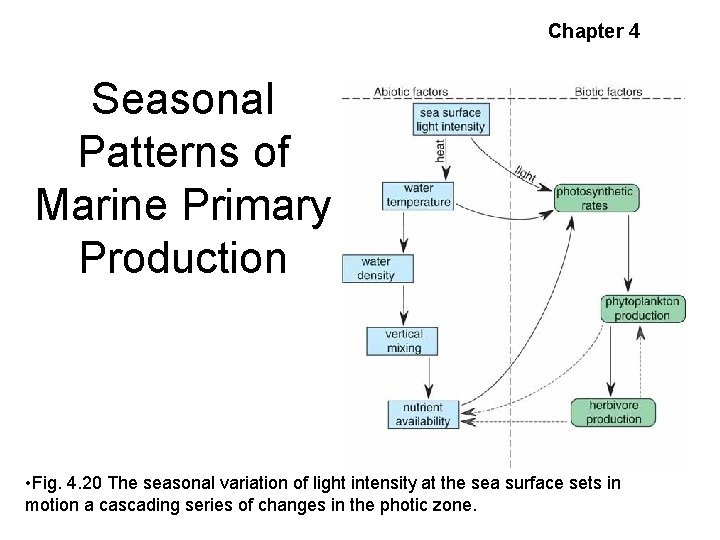 Chapter 4 Seasonal Patterns of Marine Primary Production • Fig. 4. 20 The seasonal