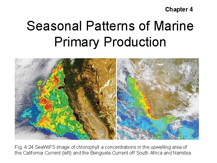 Chapter 4 Seasonal Patterns of Marine Primary Production • Coastal Upwelling Fig. 4. 24