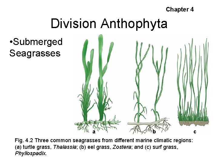 Chapter 4 Division Anthophyta • Submerged Seagrasses a b Fig. 4. 2 Three common