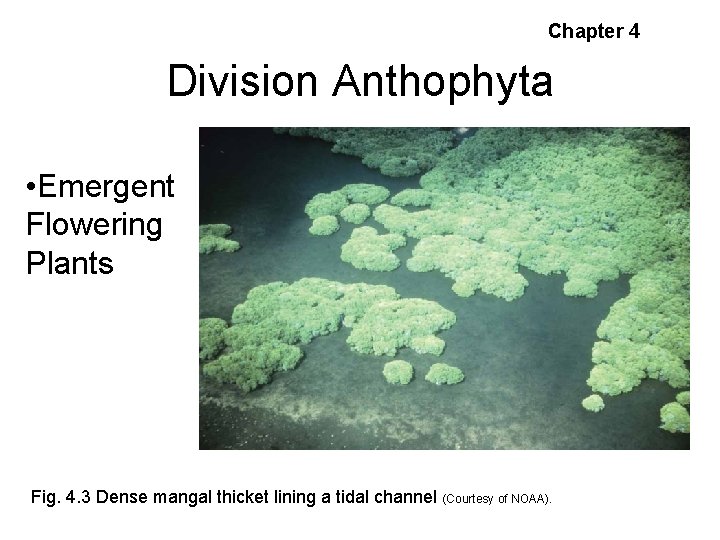 Chapter 4 Division Anthophyta • Emergent Flowering Plants Fig. 4. 3 Dense mangal thicket