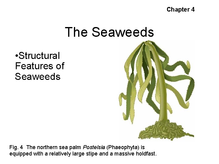 Chapter 4 The Seaweeds • Structural Features of Seaweeds Fig. 4 The northern sea