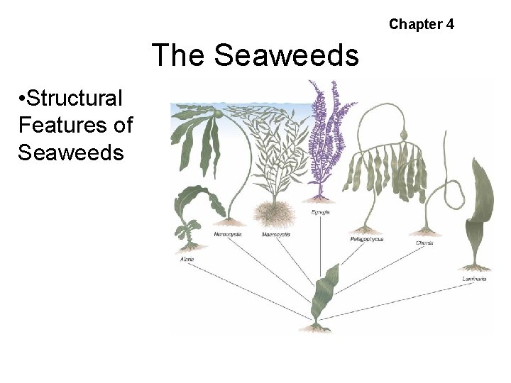 Chapter 4 The Seaweeds • Structural Features of Seaweeds Fig. 4. 7 Some large