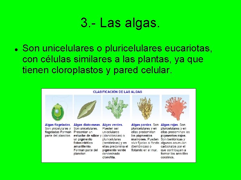3. - Las algas. Son unicelulares o pluricelulares eucariotas, con células similares a las