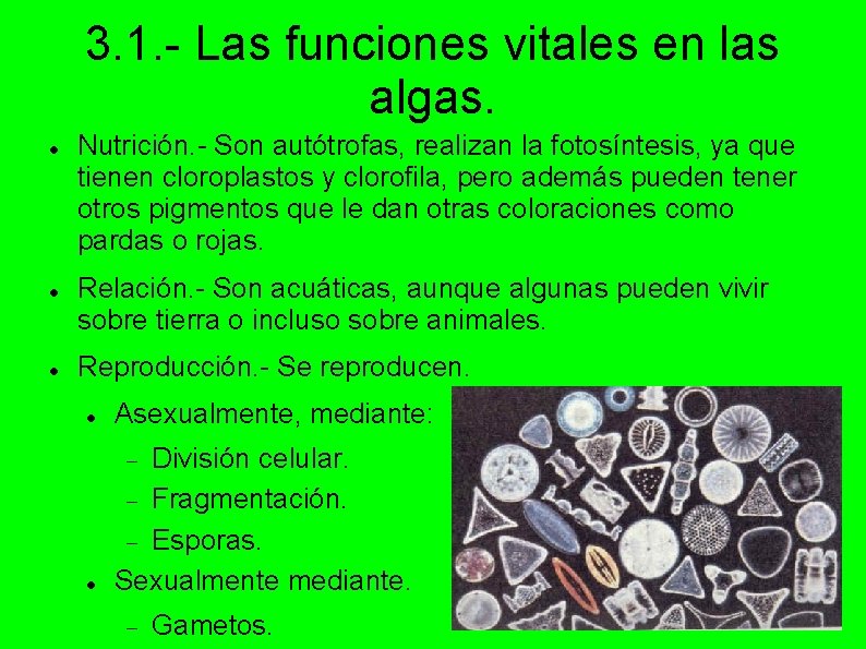 3. 1. - Las funciones vitales en las algas. Nutrición. - Son autótrofas, realizan