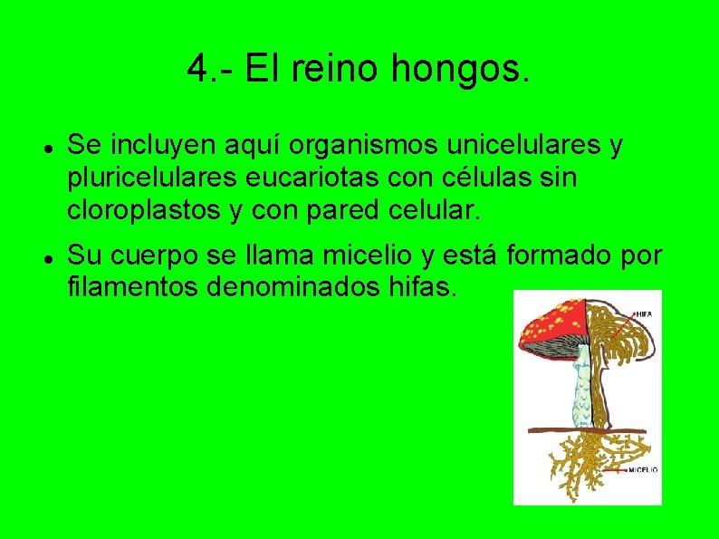 4. - El reino hongos. Se incluyen aquí organismos unicelulares y pluricelulares eucariotas con