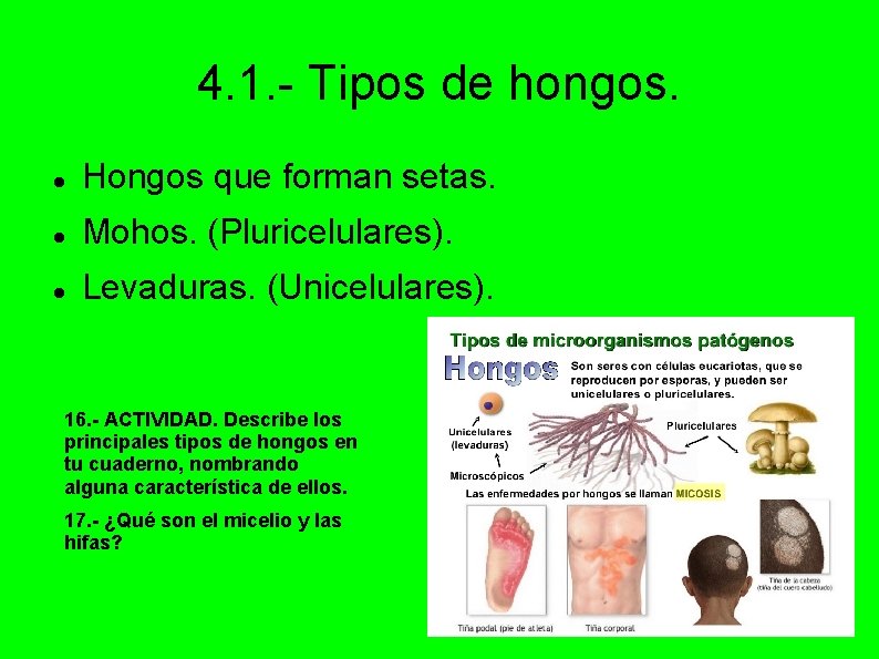 4. 1. - Tipos de hongos. Hongos que forman setas. Mohos. (Pluricelulares). Levaduras. (Unicelulares).