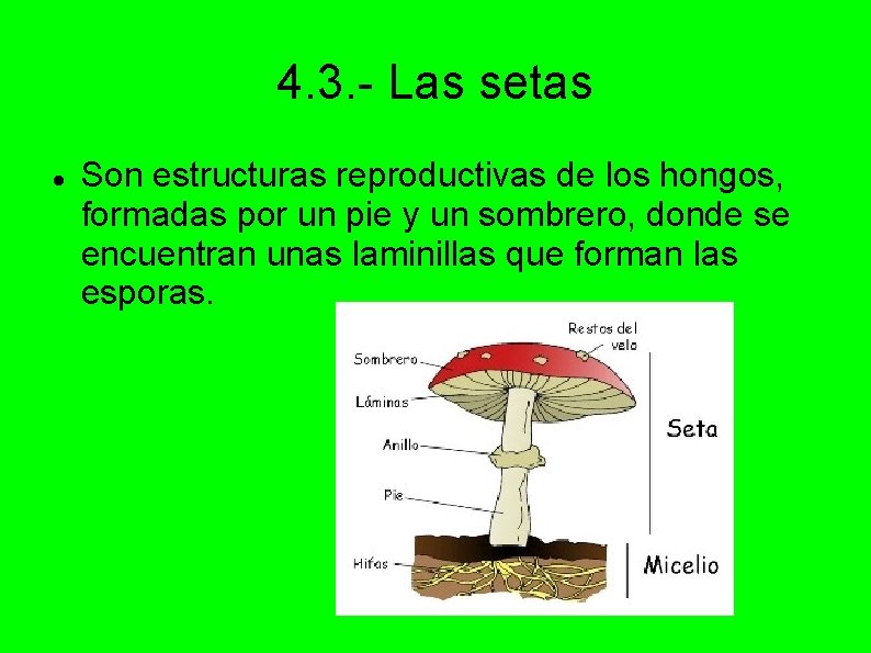 4. 3. - Las setas Son estructuras reproductivas de los hongos, formadas por un