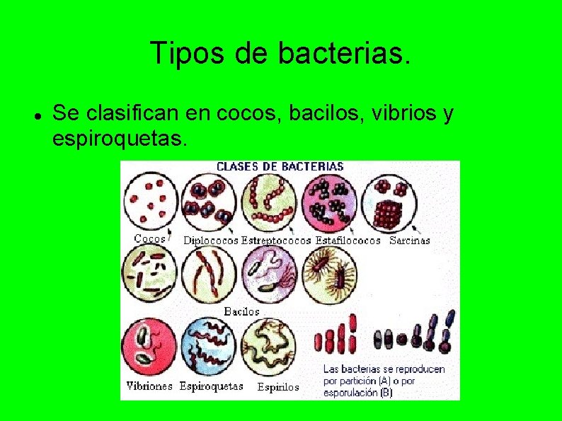 Tipos de bacterias. Se clasifican en cocos, bacilos, vibrios y espiroquetas. 