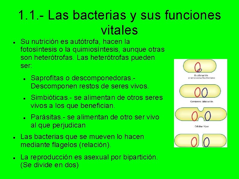 1. 1. - Las bacterias y sus funciones vitales Su nutrición es autótrofa, hacen