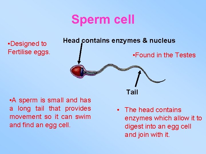 Sperm cell • Designed to Fertilise eggs. Head contains enzymes & nucleus • Found