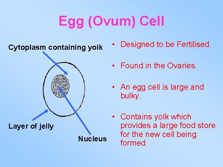 Egg (Ovum) Cell Cytoplasm containing yolk • Designed to be Fertilised. • Found in