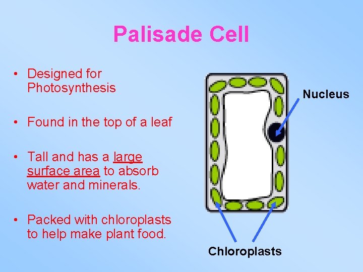 Palisade Cell • Designed for Photosynthesis Nucleus • Found in the top of a