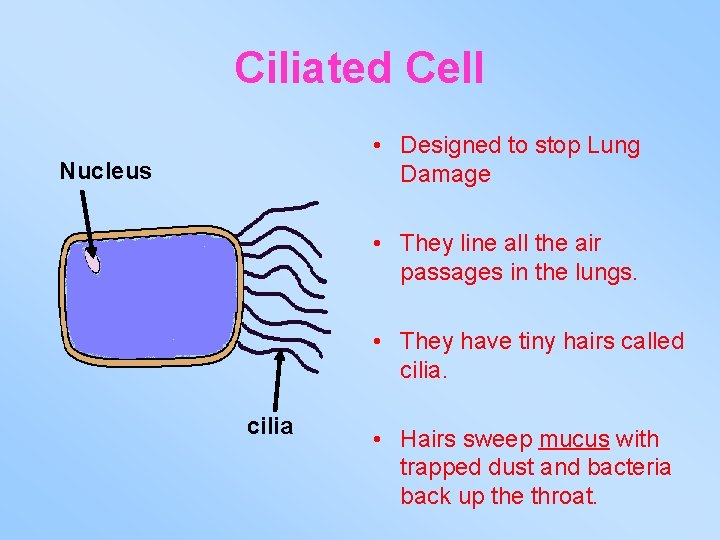 Ciliated Cell • Designed to stop Lung Damage Nucleus • They line all the