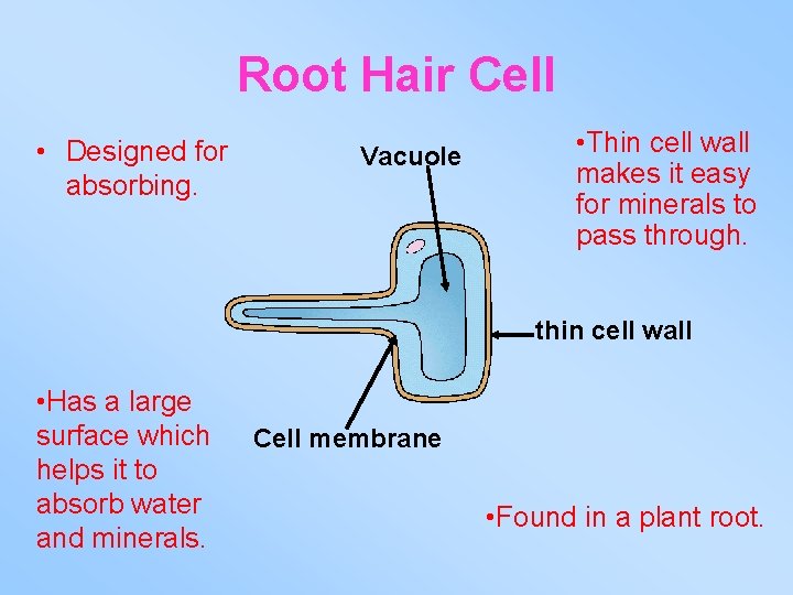 Root Hair Cell • Designed for absorbing. Vacuole • Thin cell wall makes it