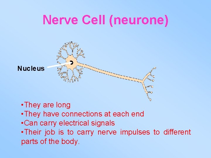 Nerve Cell (neurone) Nucleus • They are long • They have connections at each