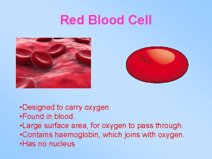 Red Blood Cell • Designed to carry oxygen • Found in blood. • Large